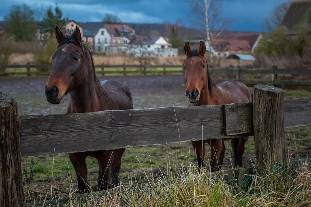 Beim Lolle - Kneipe und Pferdepension - photo 2