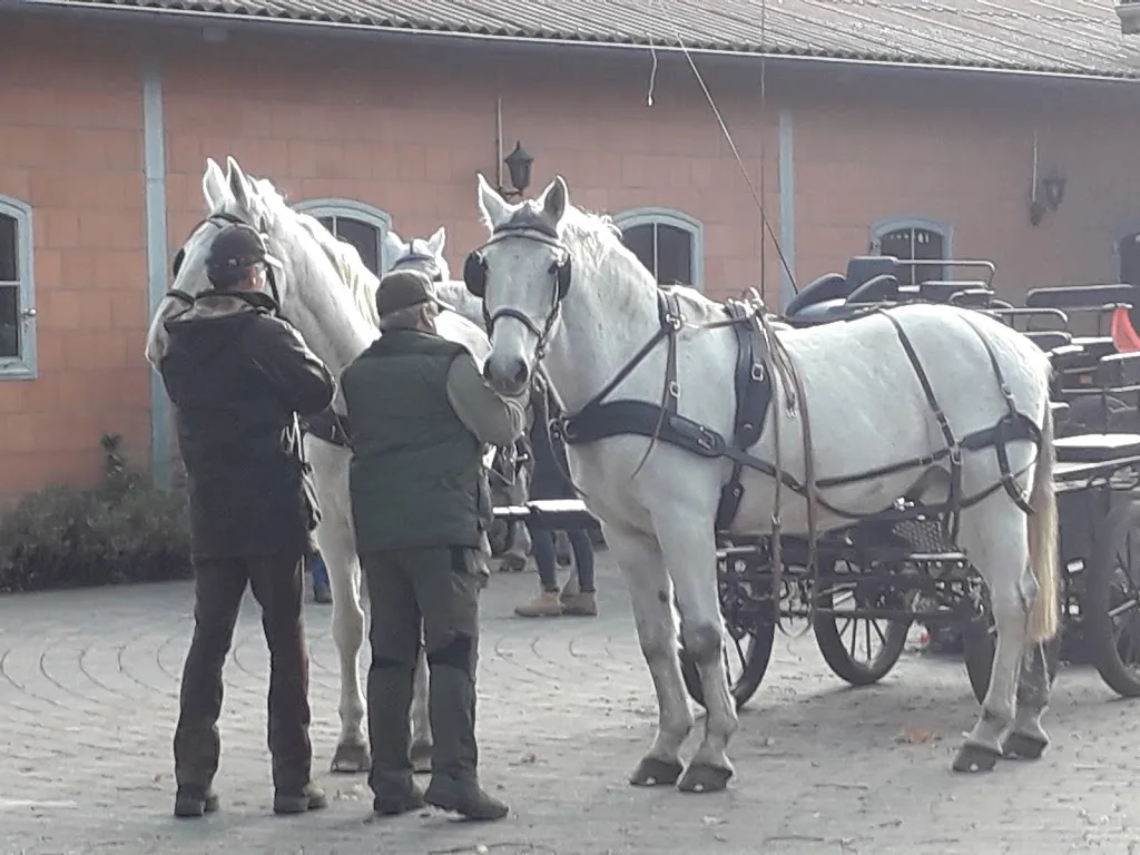 Kutsche Fahren - photo 2