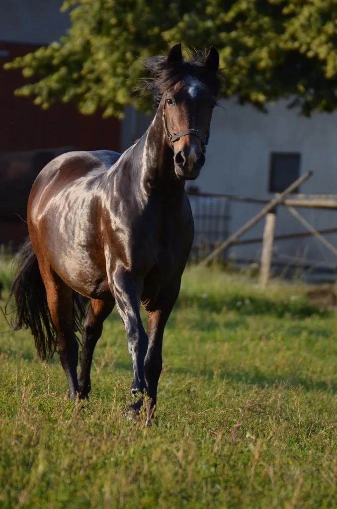 Reitanlage Tonn Marco - Foto 1