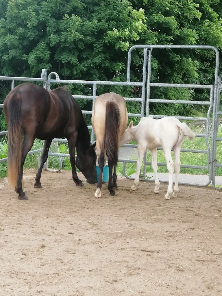 Natural Horse Work - Foto 1