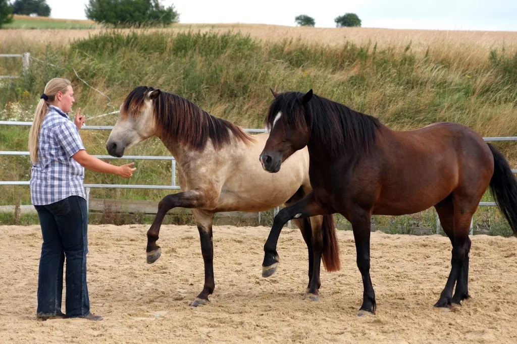 Natural Horse Work - Foto 2