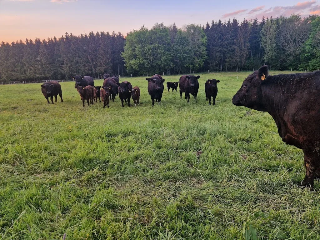 Michelfelder Hof Rindfleisch Direktvermarktung - Foto 1