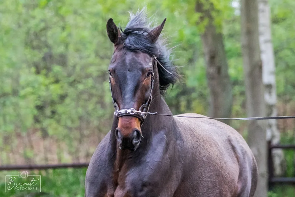 Simplehorsemanship - Foto 2