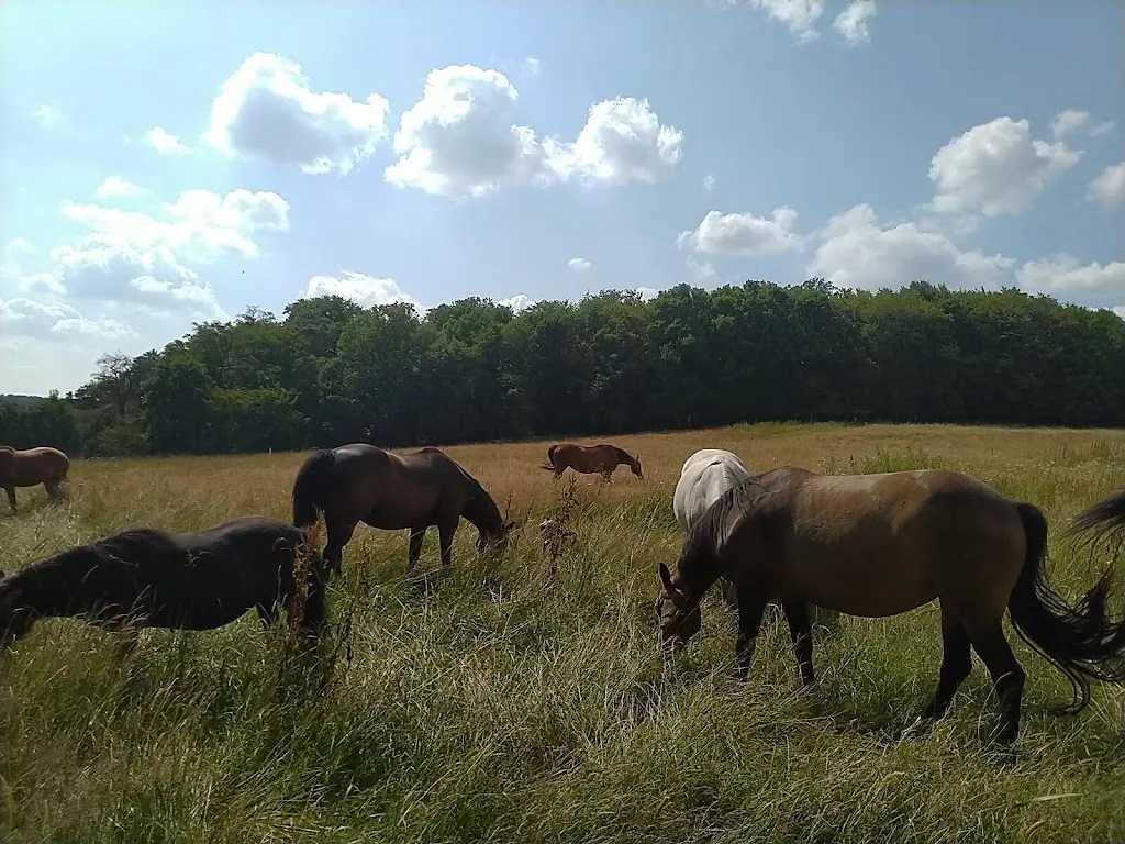 MysteryCreek Farm&Stables - photo 1