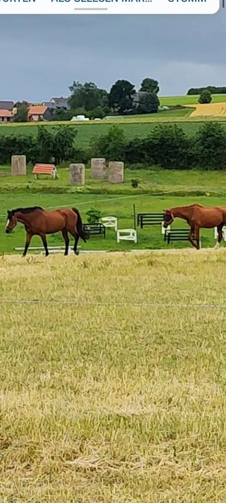 Sportpferde Kühdorf Teichwitz - Foto 3