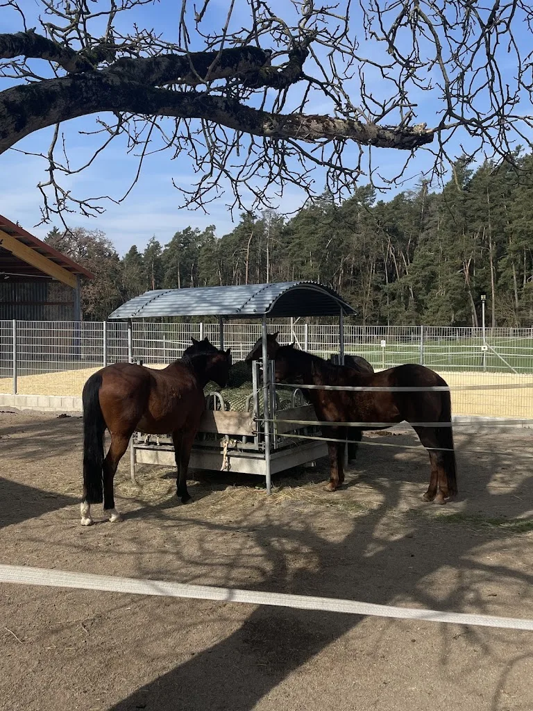 Rödl Sportpferde GmbH - Foto 2
