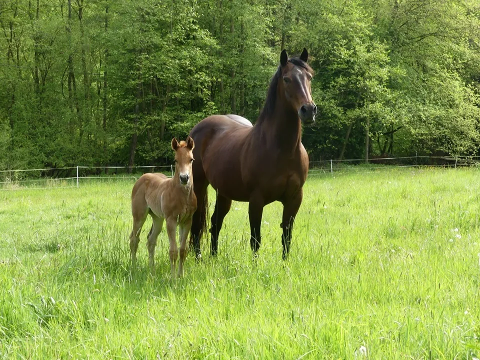 SH Quarter Horse - Foto 2
