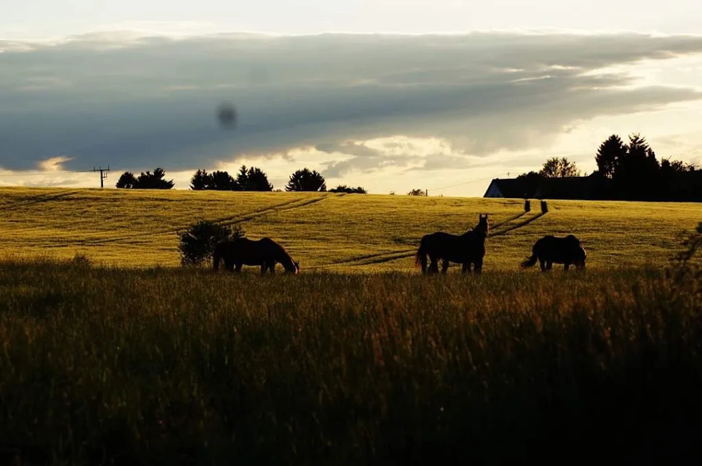 TTT Ranch - Foto 2