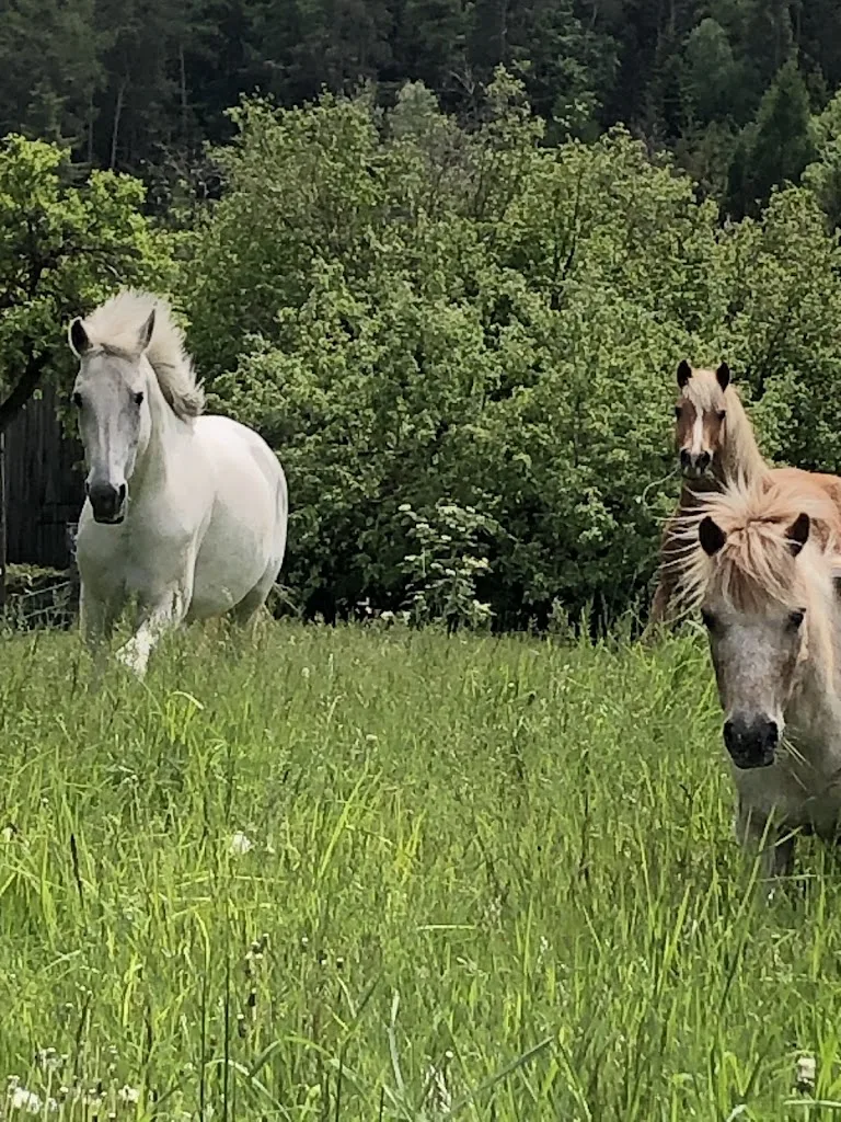 Reittherapie, Tiergestützte Therapie Sonja Gregori - photo 1