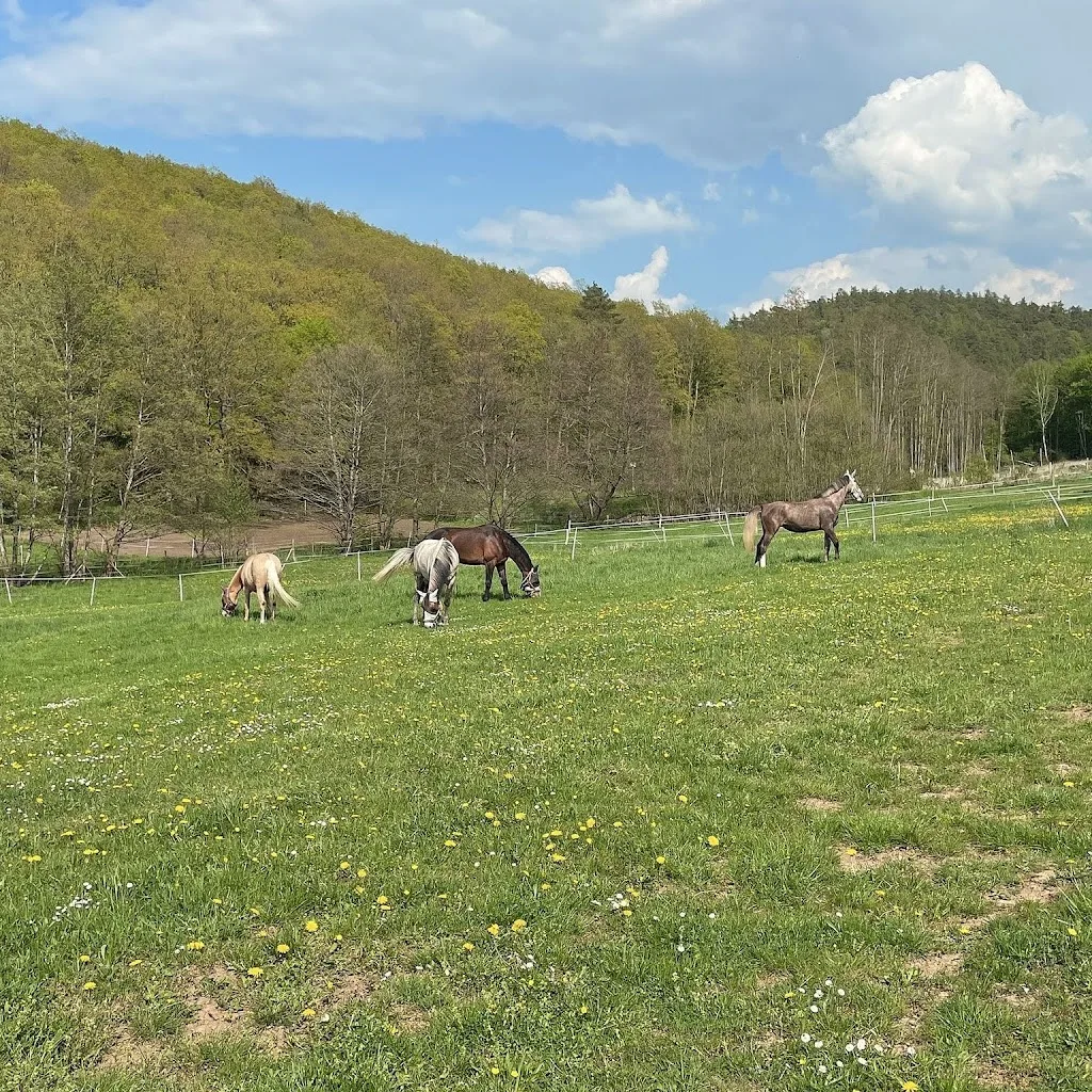 Reitanlage Kastanienhof - Foto 1