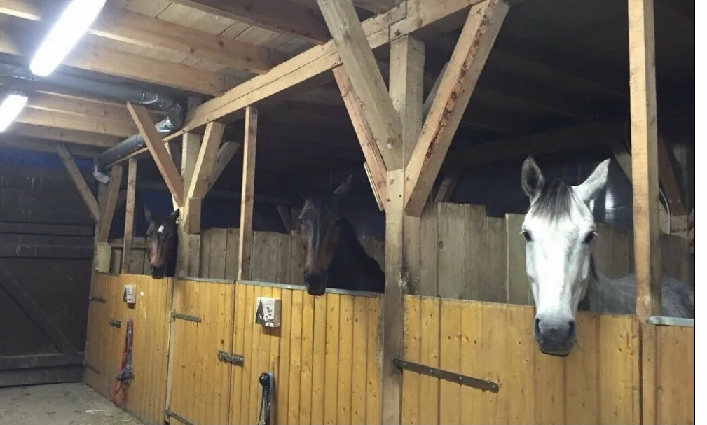 Pferdepension Sambleben - Foto 2