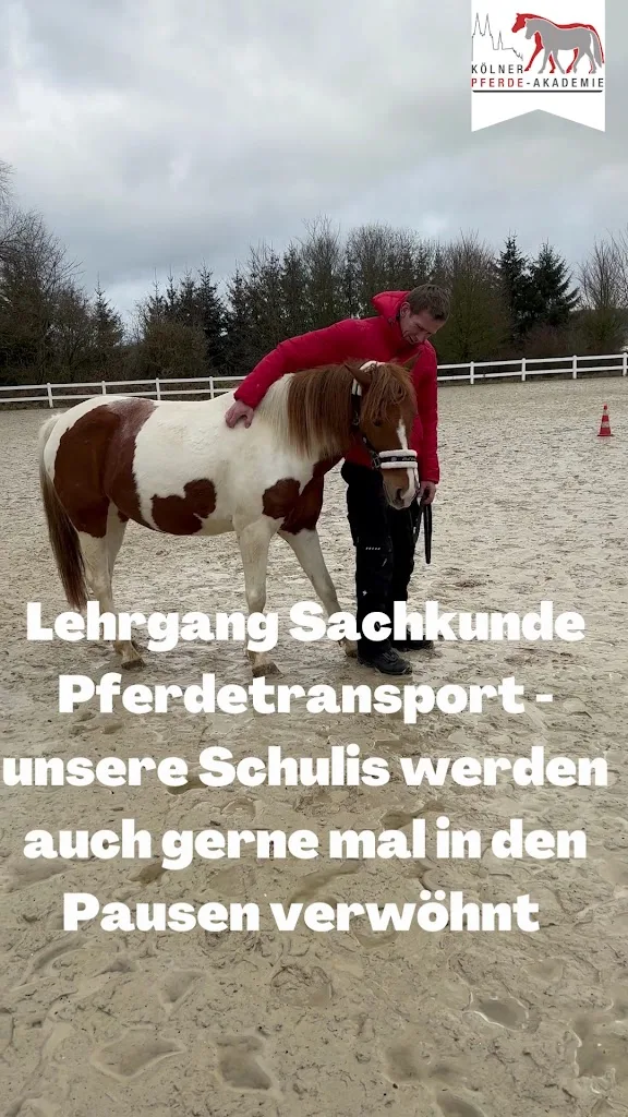 Kölner Pferde-Akademie - photo 3