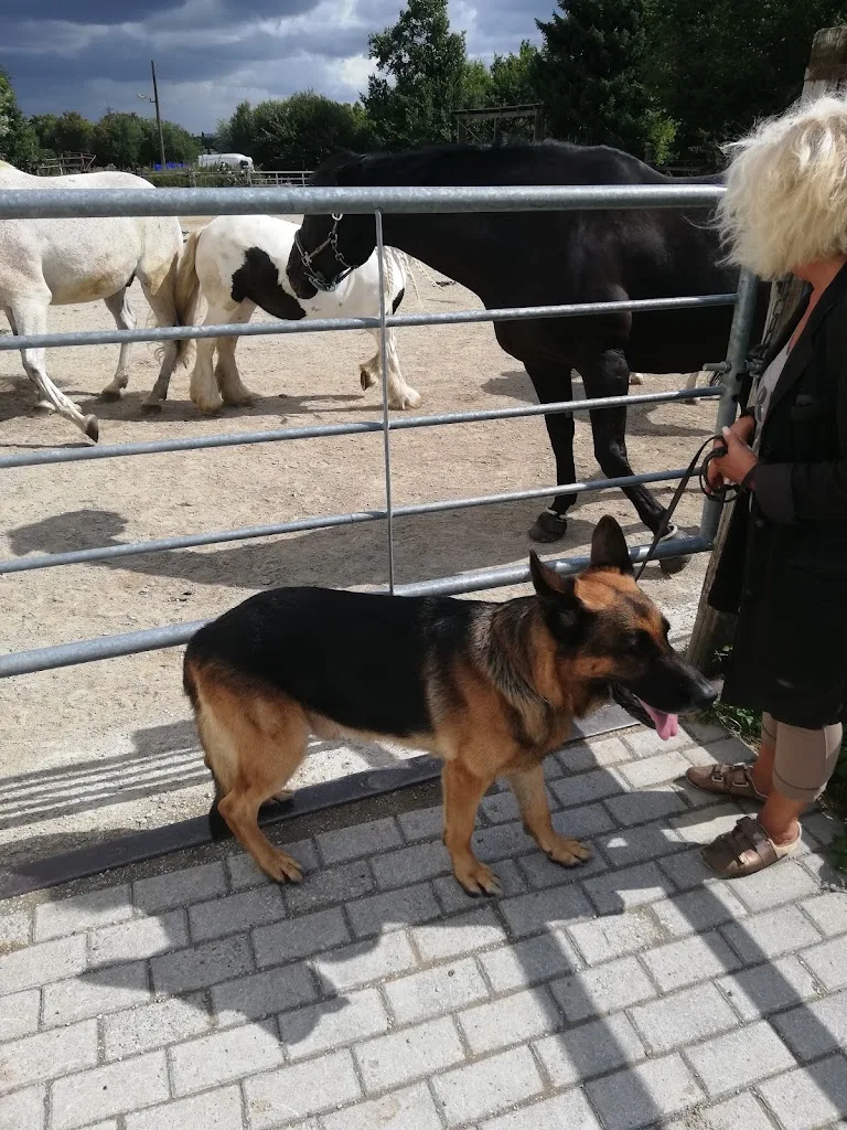 Zucht- und Reithof Petra Schalk - photo 2