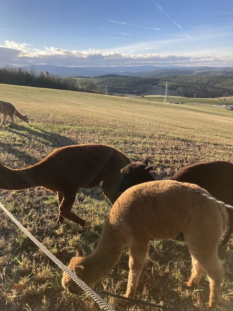 Pferde- & Alpakahof Fröbitz - Foto 2