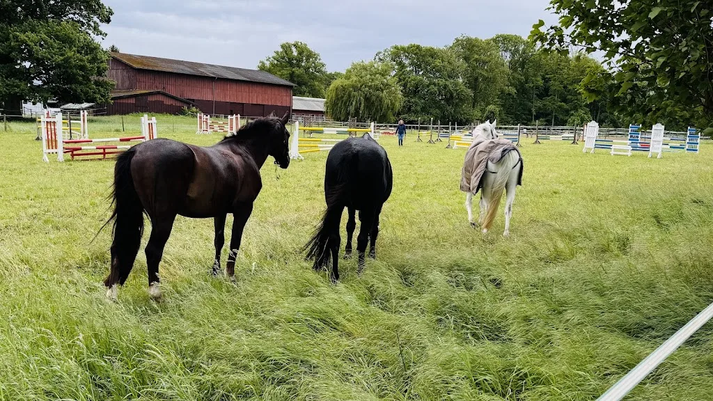 Reitanlage Fröhberg - Foto 2