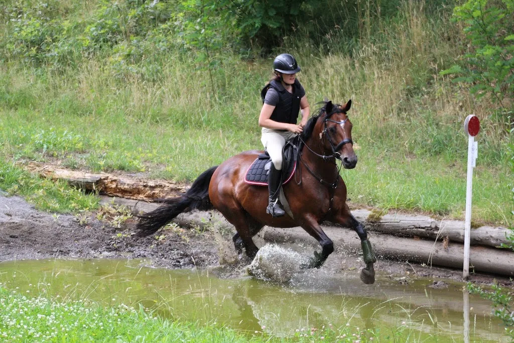 AS Sportpferde - Foto 3