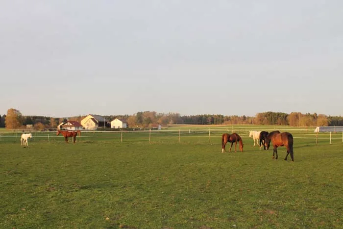 Pferdepension Reisch - photo 1
