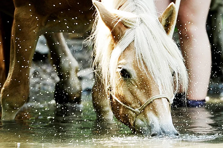 Naturalkids® Ranch - photo 1