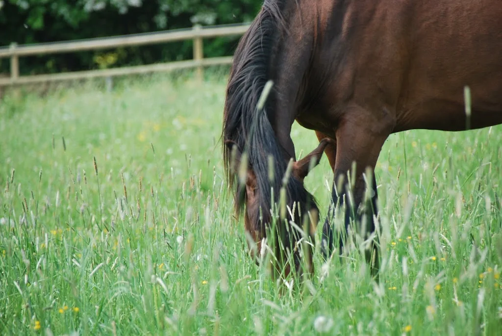 Reitstall Susan Peikert - photo 1