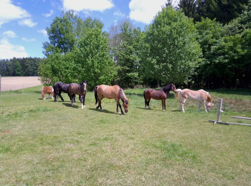 Reitstall Susan Peikert - photo 3