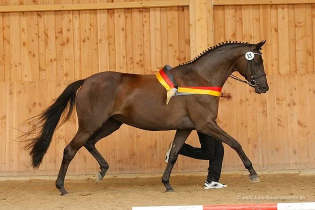 Willi Schneider - Foto 3