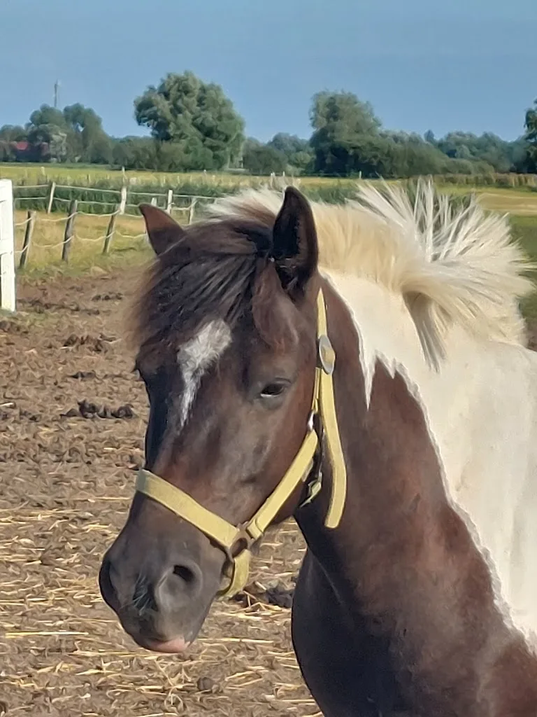 Reitsportzentrum Hennings - Foto 1