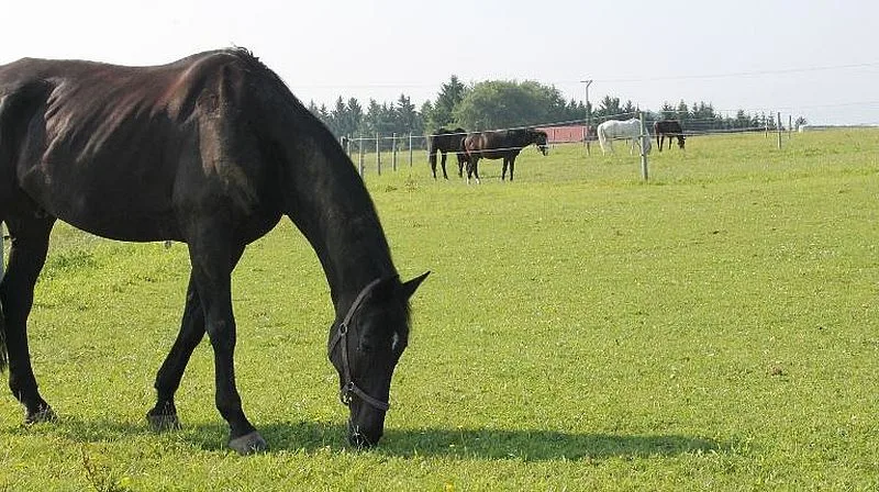 Reitstall Haghof - Foto 2
