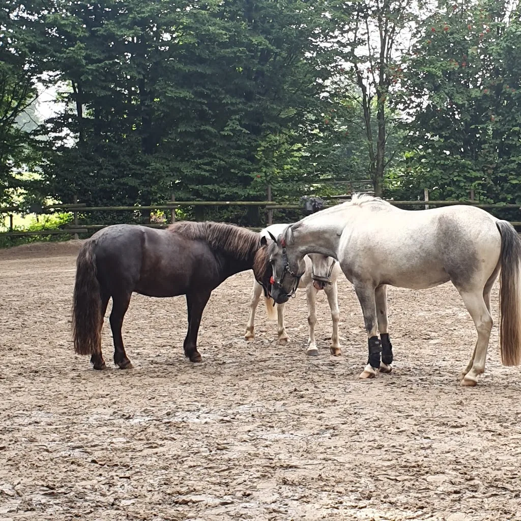 Reitschule Eichenhof - Foto 1