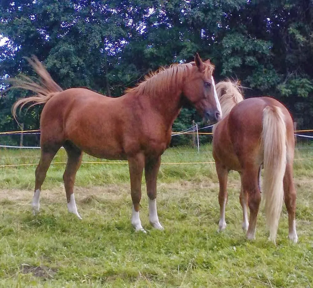 Pferdehof/Horse-Camp-Harmony - Foto 2