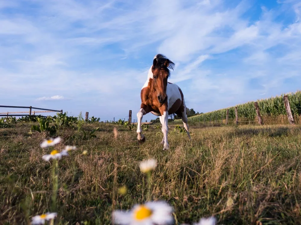 Evas Kreativ Ponytherapie - photo 1