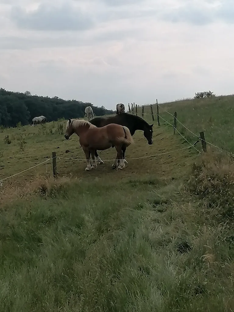 Pütti Ranch - Foto 2