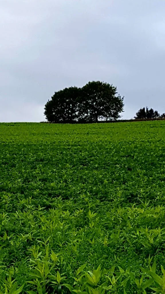 Reit - und Fahrstall Temme - Foto 2