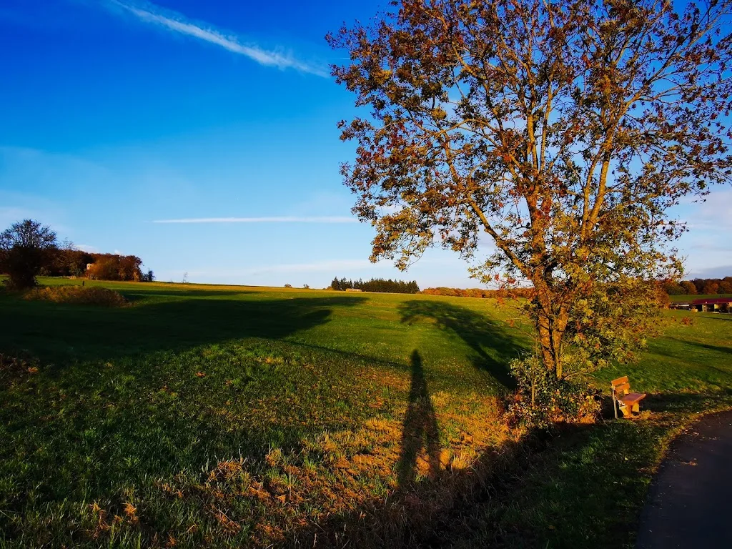 Islandpferde Tannenwald - photo 1