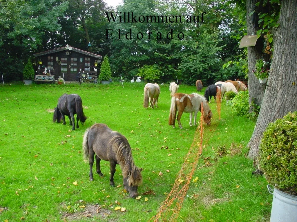 Reitstall Matthies (Pensionsstall) - Foto 2