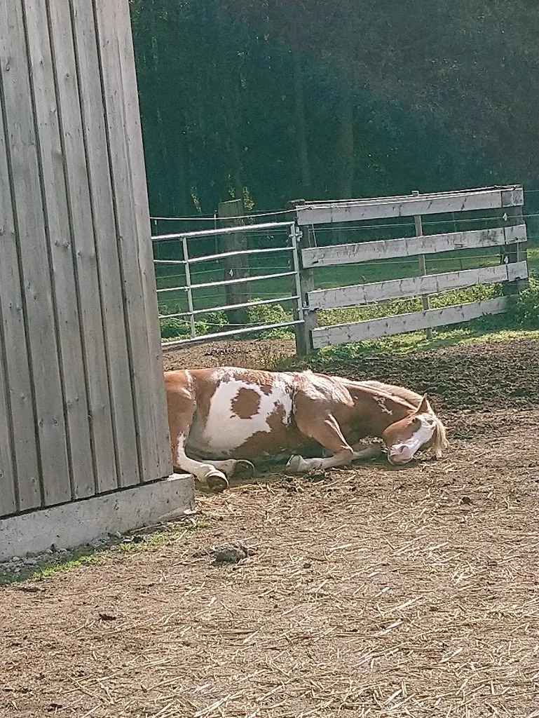Reitanlage Unterhandenzhofen - photo 2