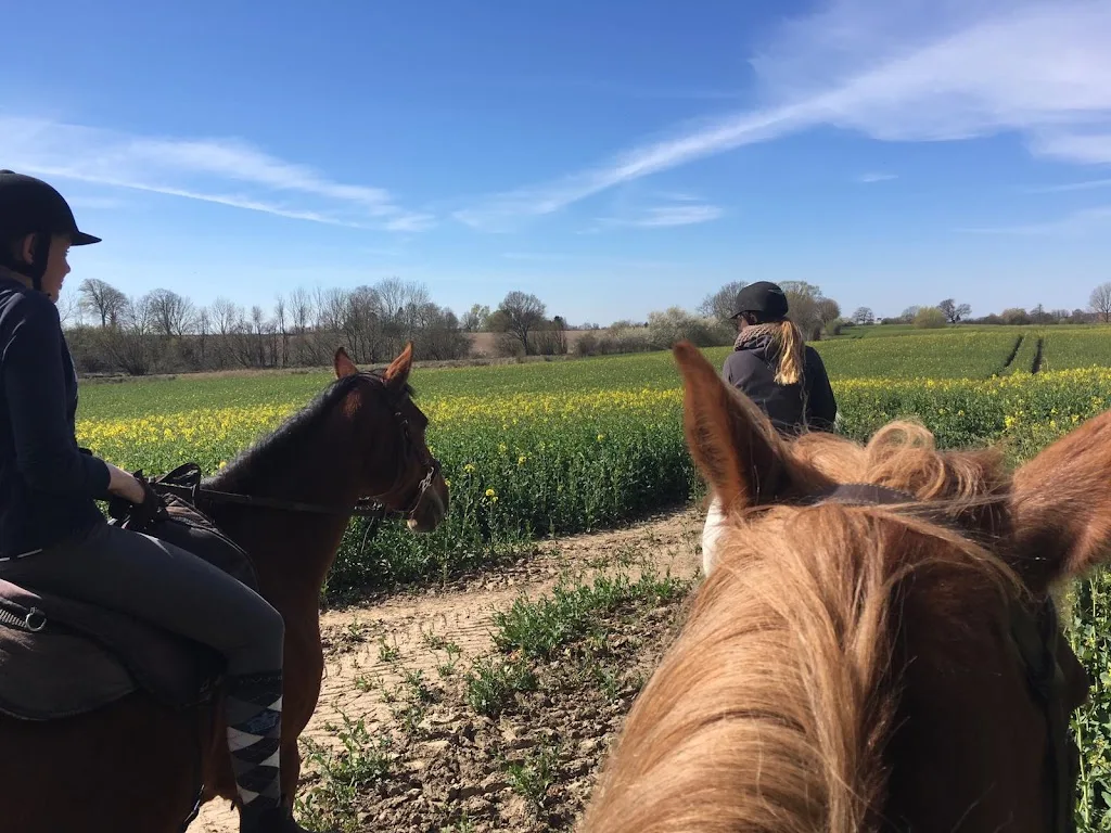 Ferien- und Ponyhof Plagmann - Foto 2