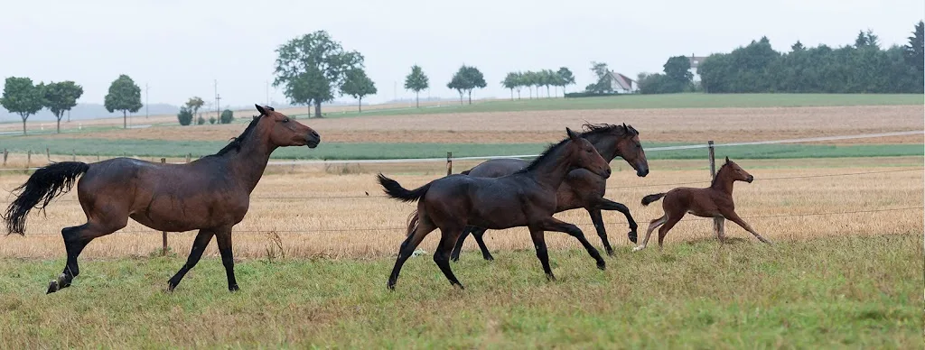 Reitanlage Hofäcker - photo 2