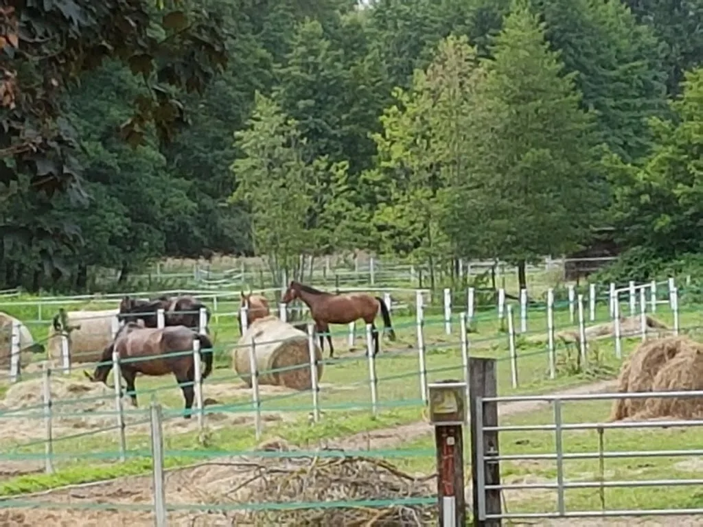 Reitstall Petra Egalite - Foto 2