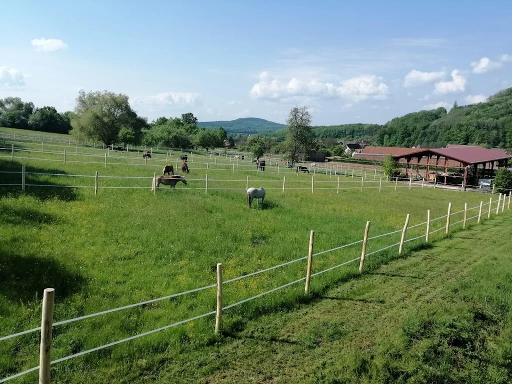 Reitstall Rieß Pferdezucht & Pensionsboxen - Foto 2