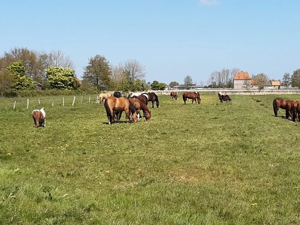 Bucking Horse Stable - photo 3