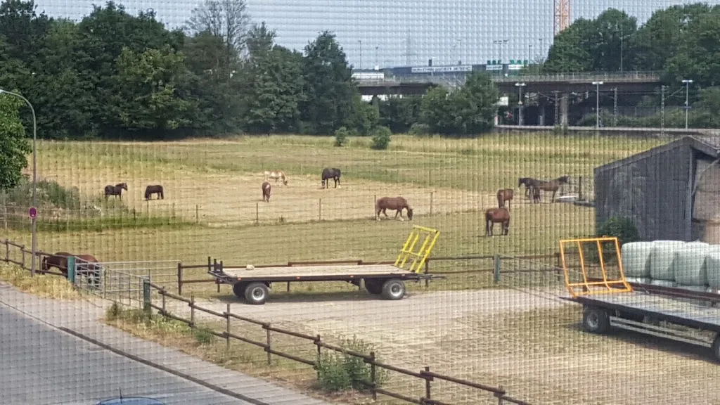Bauer und Pferdepension Boes - Foto 1