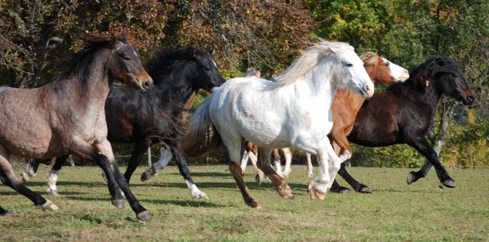 CV-Ponyfarm - Foto 2