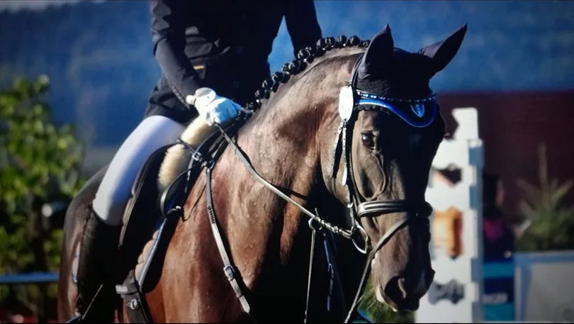 Reitsport Braun - Foto 1