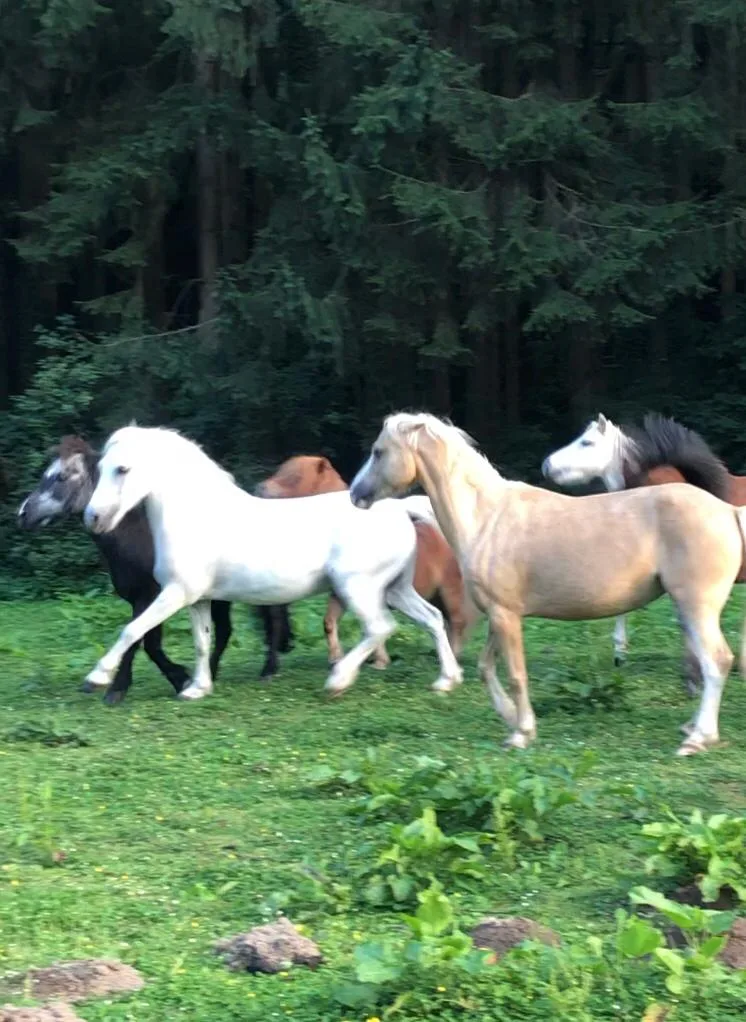 Reitanlage Niedermeien - photo 2