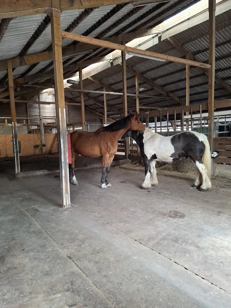 Reitanlage Niedermeien - photo 3