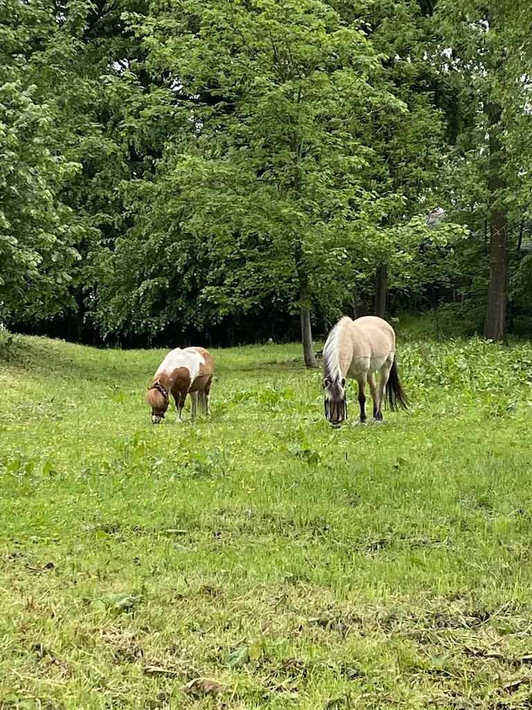 Starke Pferde- starke Menschen e.V. - Foto 2
