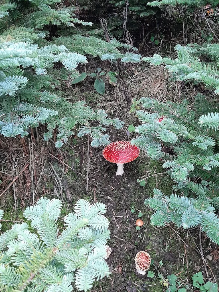 Pferdehof Kruse - photo 3
