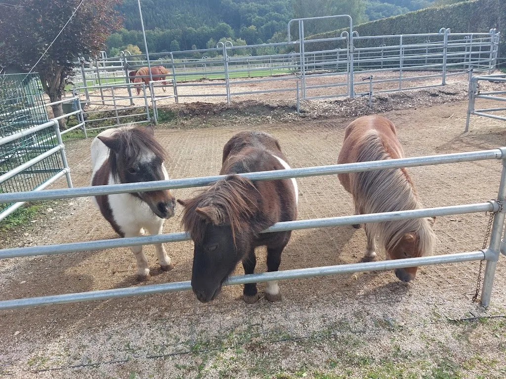 Reittherapie Eichstätt - Foto 2