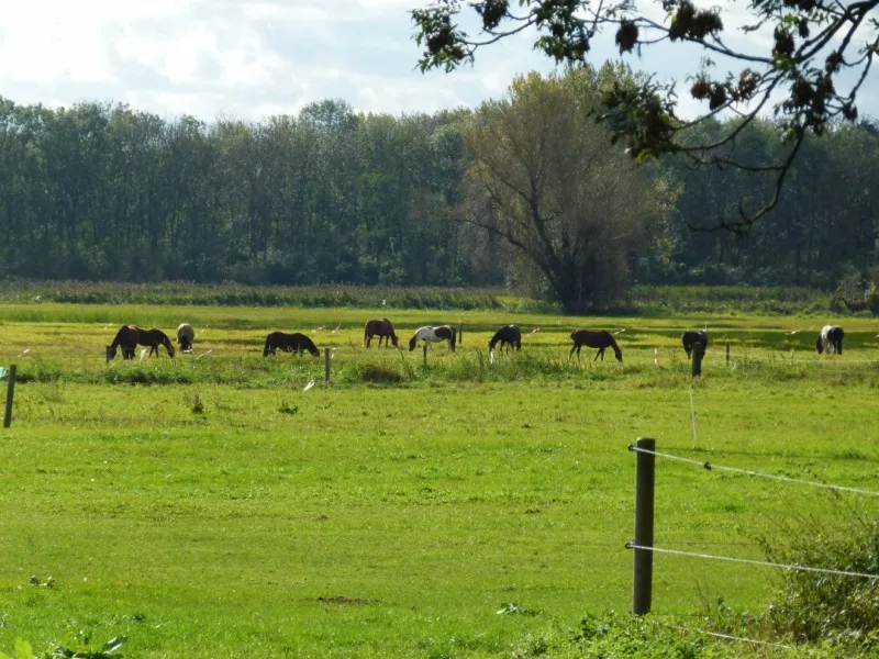 Pferdesportverein Rangsdorf e.V. - Foto 3