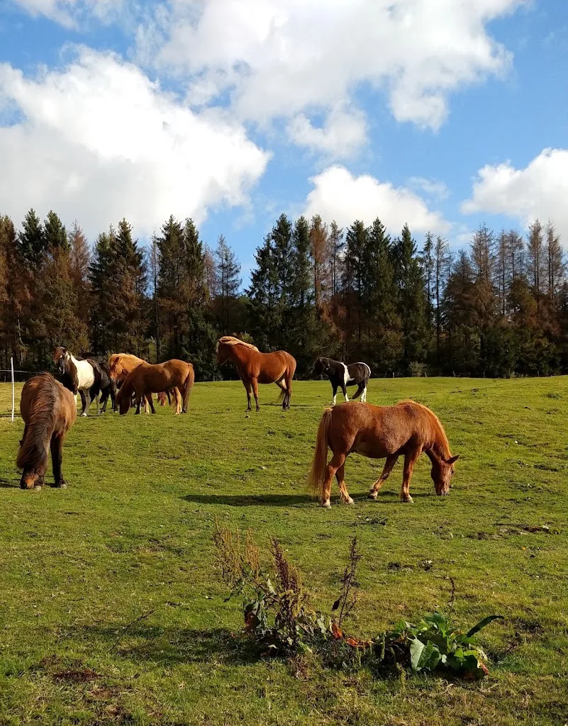 Islandpferdegestüt Gaedingaholt - Foto 1
